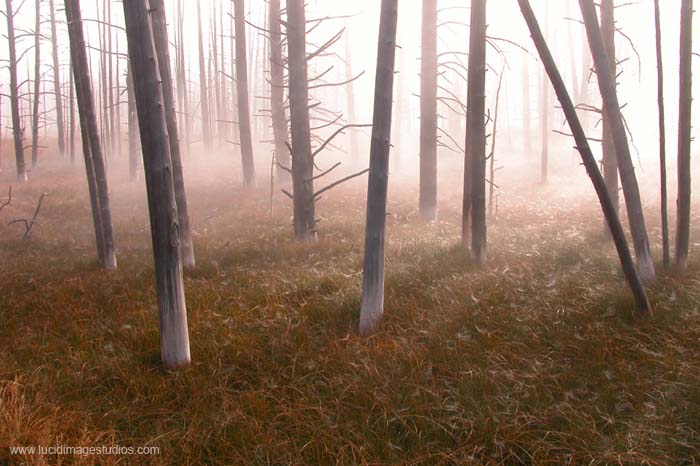 spider webs reflecting the morning due in yellowstone