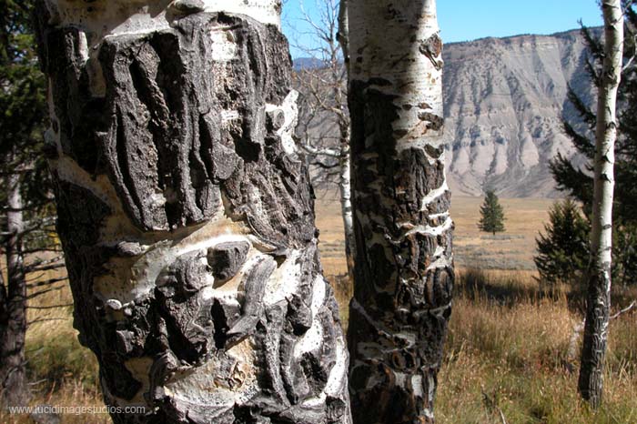 trees of yellowstone