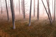 spider webs reflecting the morning due in yellowstone