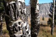 trees of yellowstone