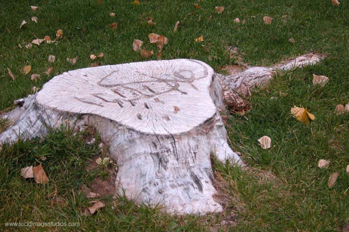 Albino Stump with Markings