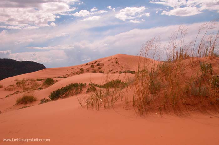 Coral Pink Sand Dunes of the Vermilion Cliffs