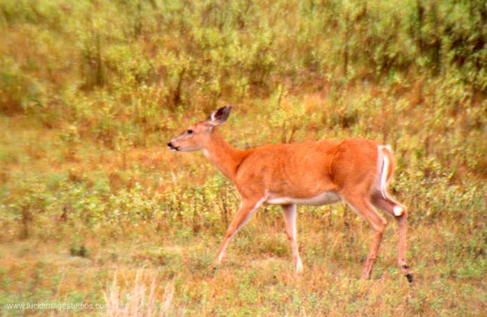 Deer in Meadow