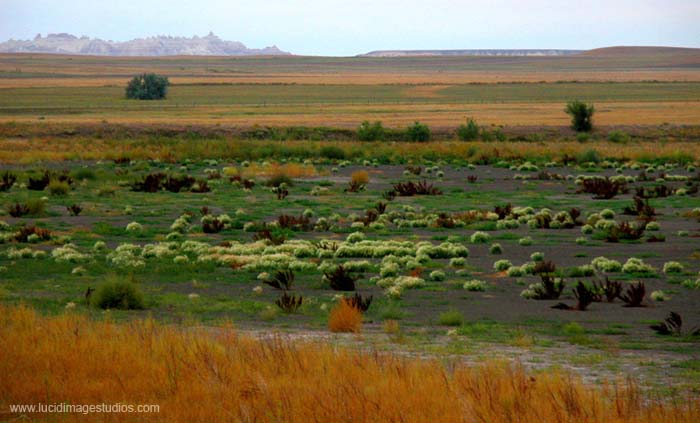 Dessert Booms near the Bad Lands