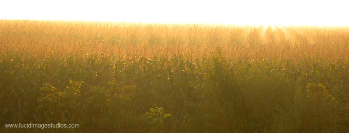 Field of Light