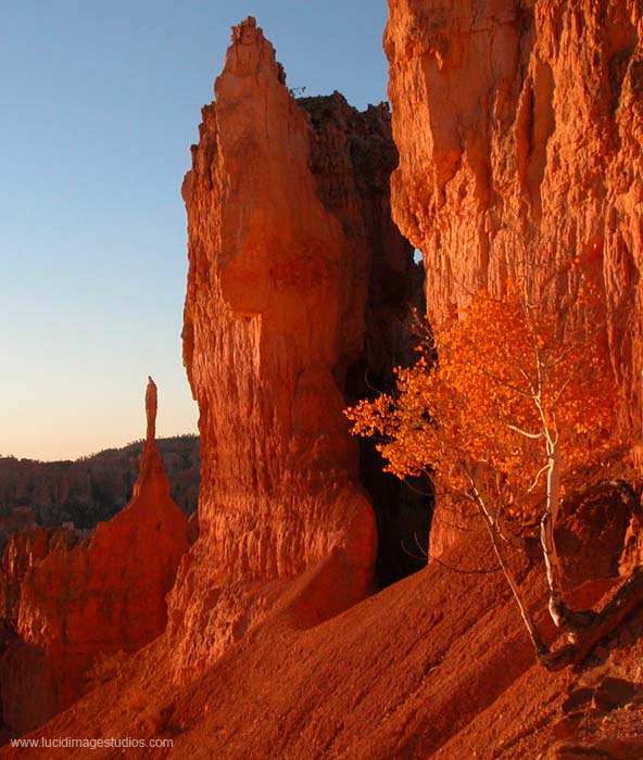 Golden Aspen at Bryce