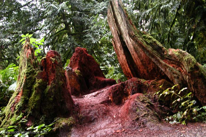 Grand Red Stump