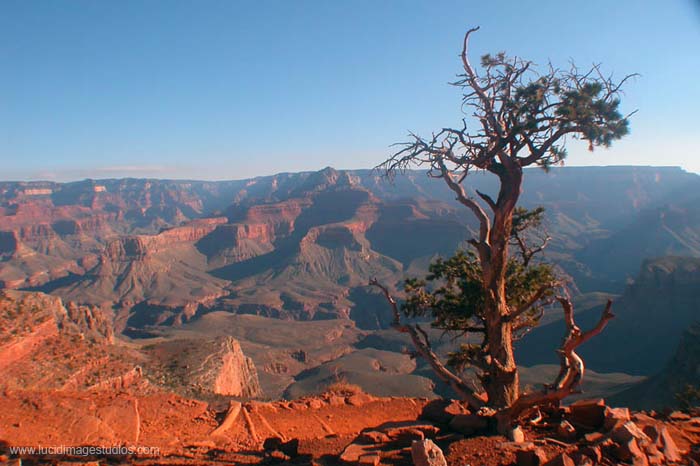 Lone Tree Overlooking the Grand Canyon