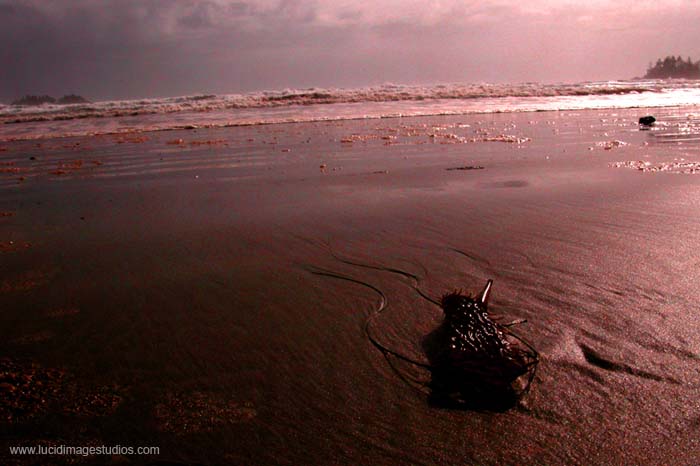 Pacific Rim- Beached Plant