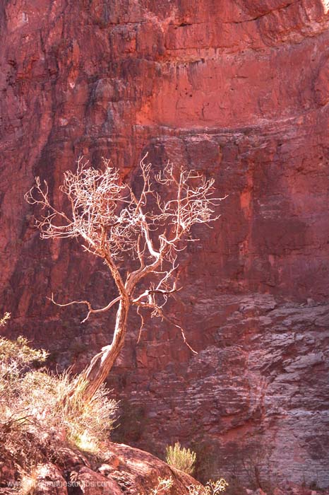 Tree and Cliff Face