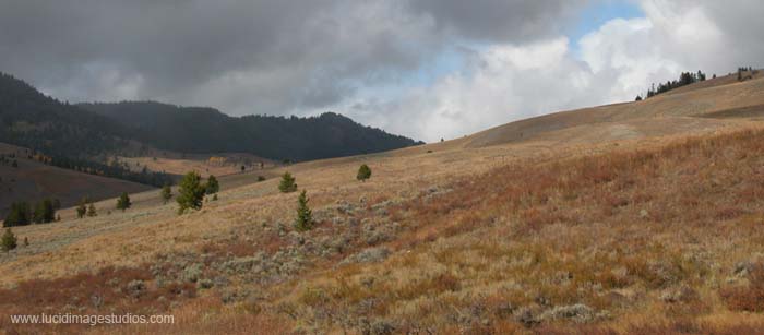 Yellowstone Fields