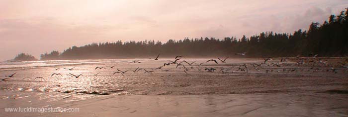 birds over ocean panoramic