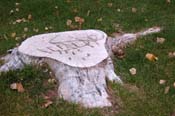 Albino Stump with Markings