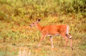 Deer in Meadow