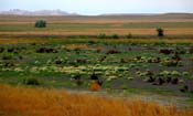 Dessert Booms near the Bad Lands