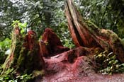 Grand Red Stump