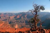 Lone Tree Overlooking the Grand Canyon