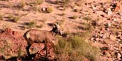 Mountain Goat at the Bottom of The Grand Canyon