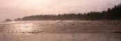 birds over ocean panoramic